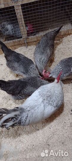 Инкубационное яйцо Борковская Барвистая/ Цыплята