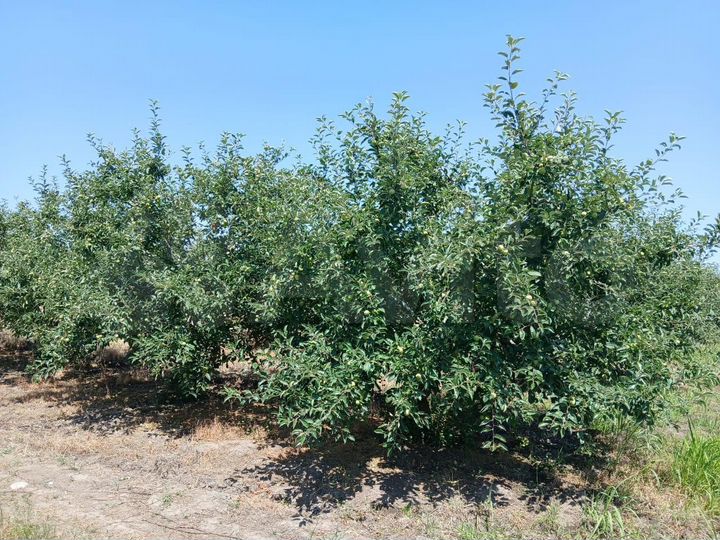 Участок 1,5 га (СНТ, ДНП)