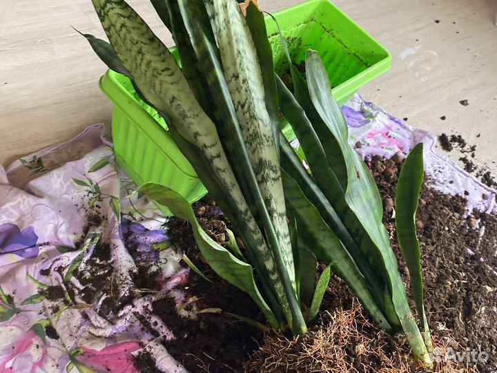 Сансевиерия щучий хвост