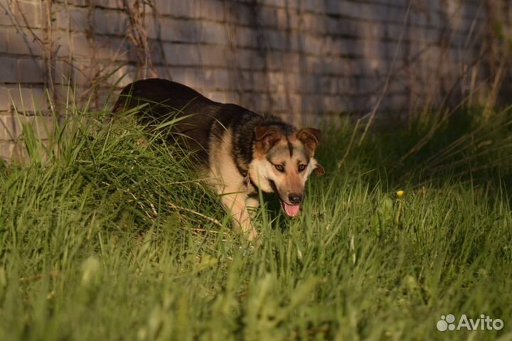 Собака в добрые руки П.П - приюю «Лесопилка»