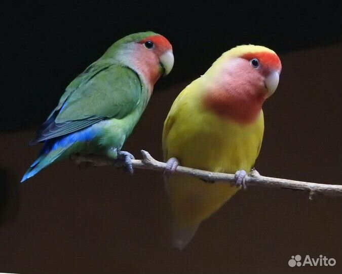 Неразлучники птенцы