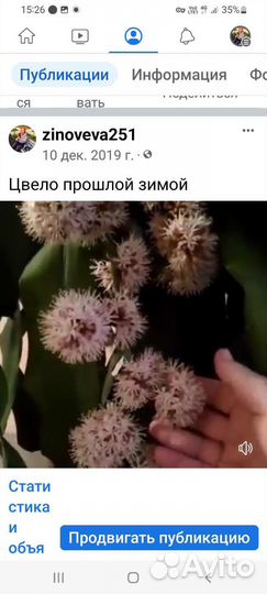 Пальма Юкка