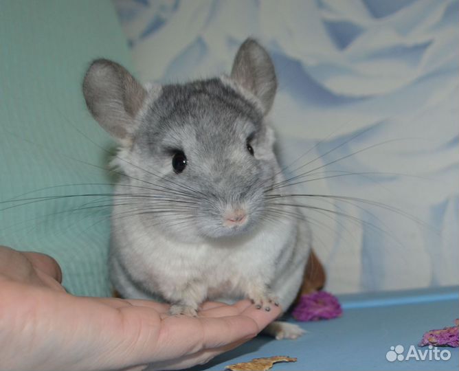 Шиншилла