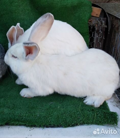 Кролики мясных пород великаны