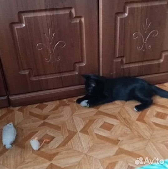 Котёнок мальчик бесплатно