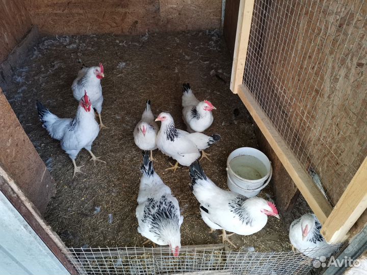 Петухи несушки адлер