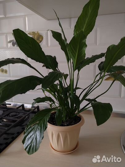 Спатифиллум