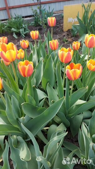 Тюльпаны на срез