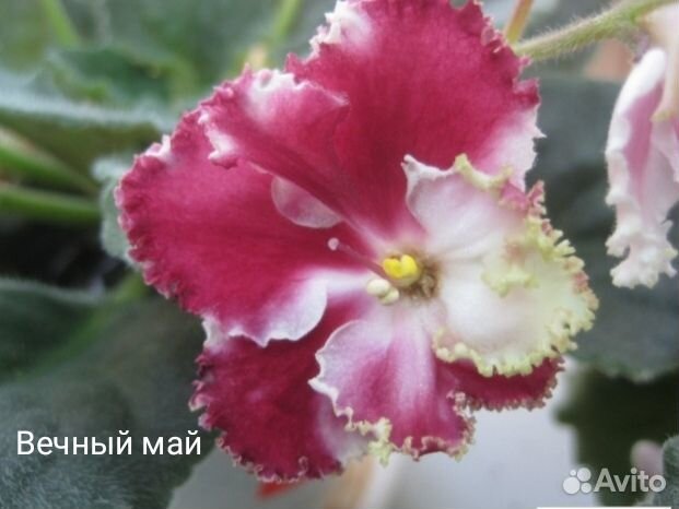 Сортовые фиалки:6 сортов (листы на срез)