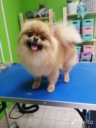 Стрижка собак и кошек