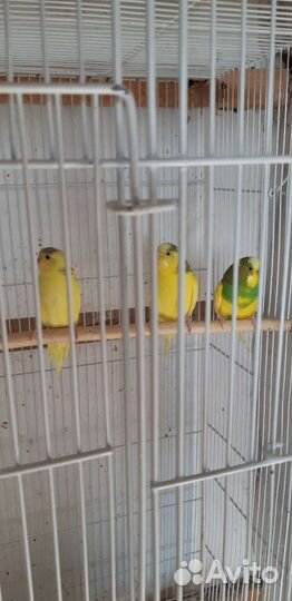 Волнистые попугаи