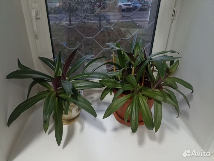 Комнатные цветы