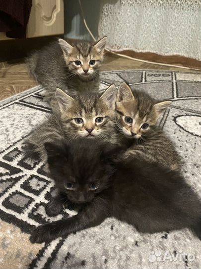 Котята помесь с бобтейлом