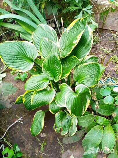 Лилия, хосты