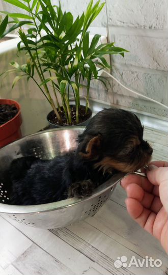 Йоркширский терьер