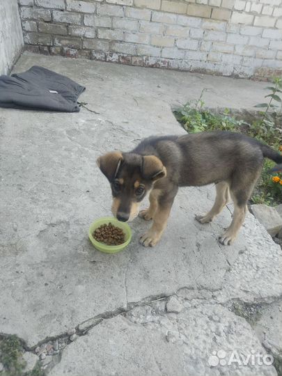 Собака в добрые руки щенок мальчик