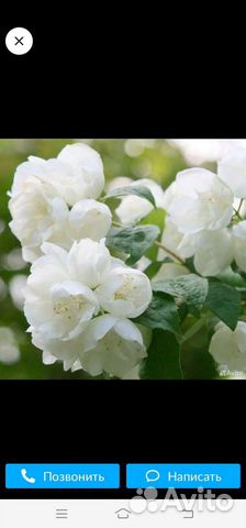 Жасмин (чубушник) саженцы