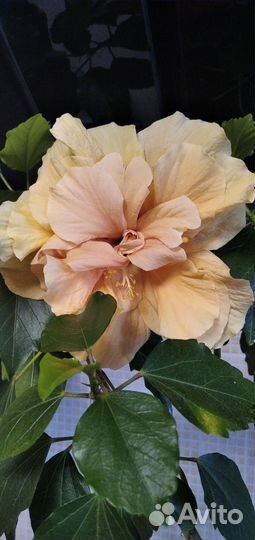 Гибискусы сортовые