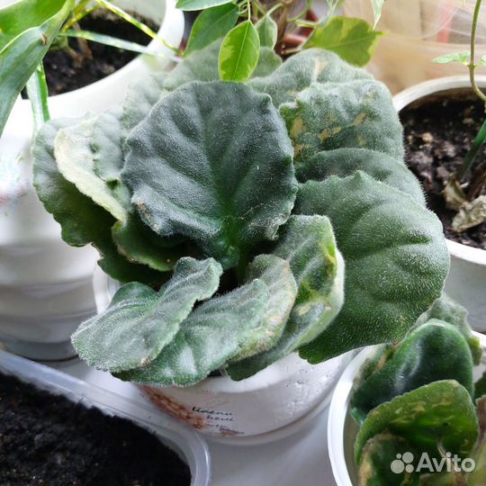 Хлорофитум, листики белой махровой фиалки
