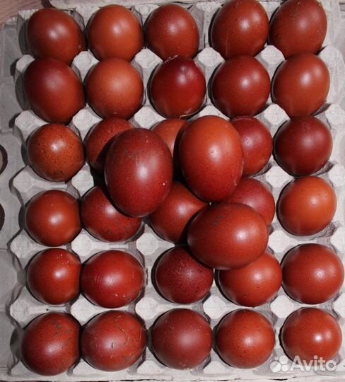 Инкубационное яйцо леггорн маран