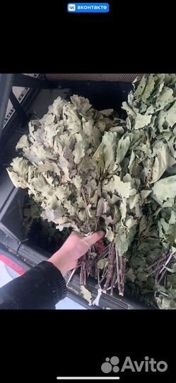 Дубовые веники для бани