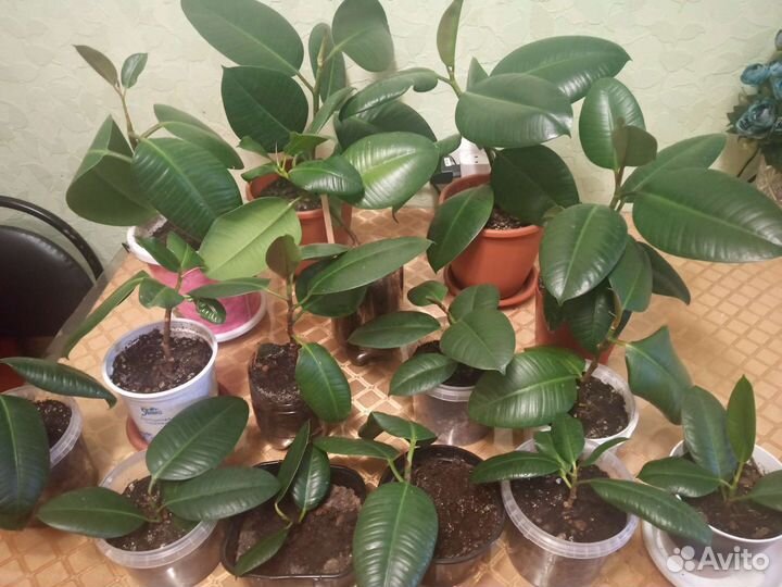 Фикус каучуконосный Абиджан