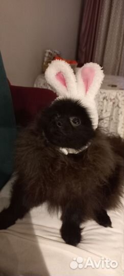 Вязка собак черный шпиц