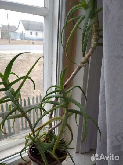 Алоэ столетник