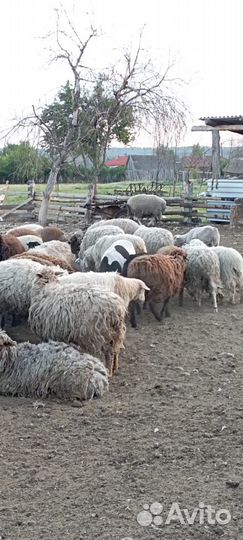 Овцы бараны