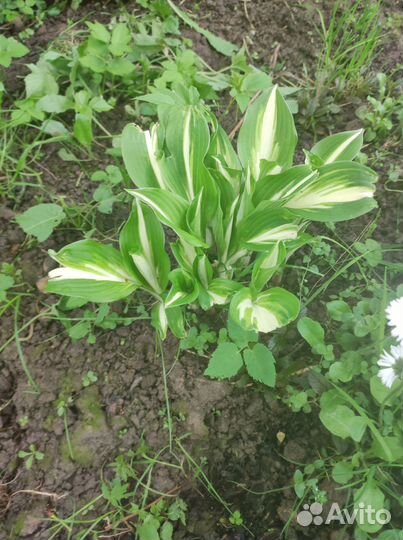 Хоста волнистая