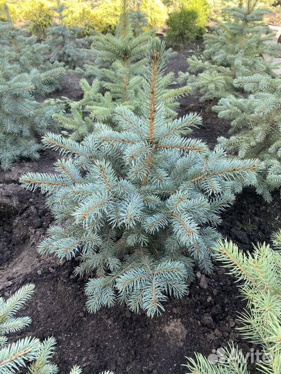 Ель колючая Глаука