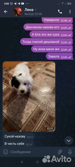 Отдам собачку в хорошие руки