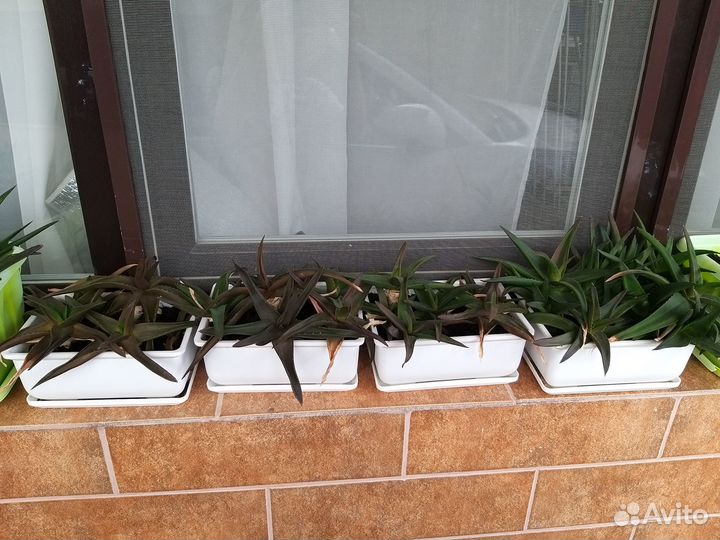 Комнатные цветы