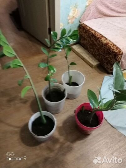 Замиокулькас (долларовое дерево)