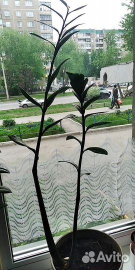 Комнатные цветы