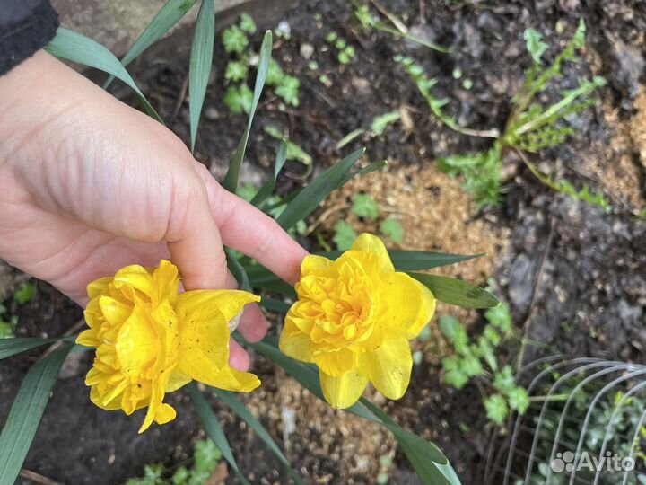 Нарциссы с луковицей