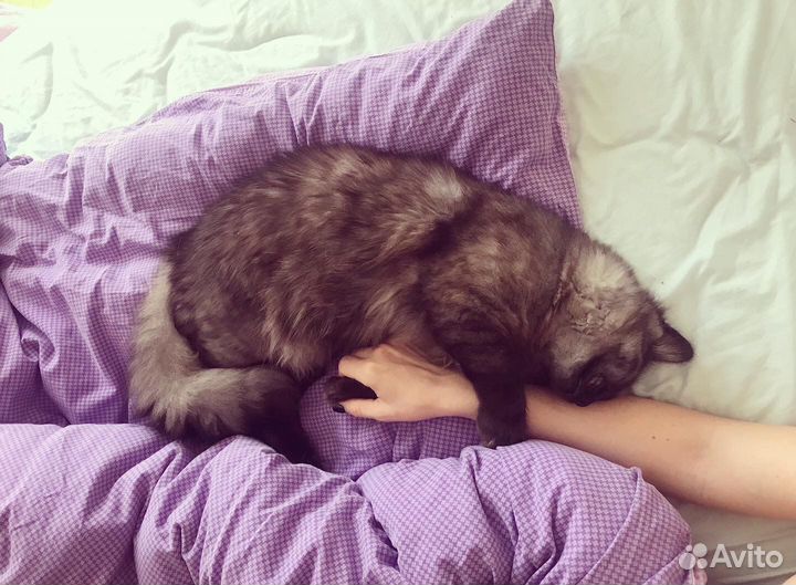 Кот манчкин long