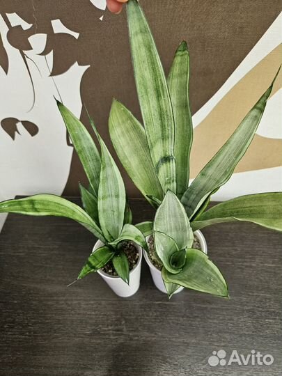 Сансевиерия Муншайн Сильвер Ангел