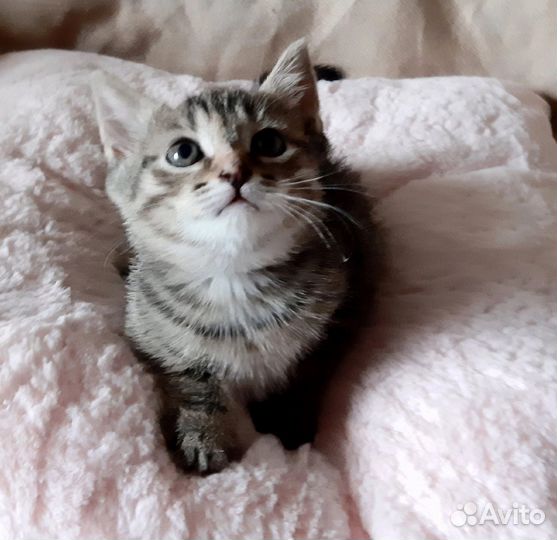 Котенок девочка 1,5 месяца