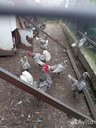 Декоративные куры породы Сибрайт