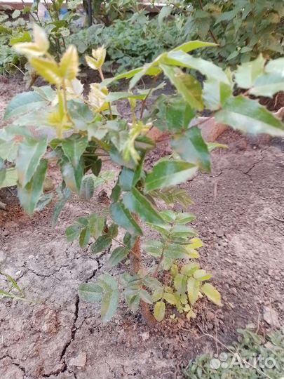 Магония падуболистная