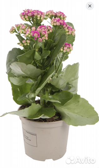 Ростки Каланхоэ