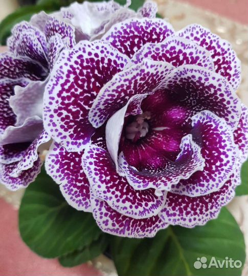 Глоксинии красотки