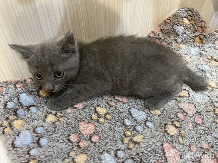 Котята в добрые руки мальчики