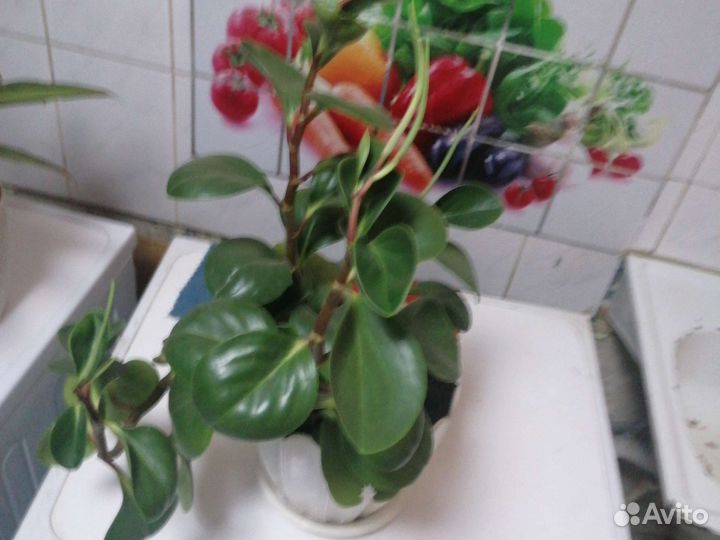 Комнатные цветы