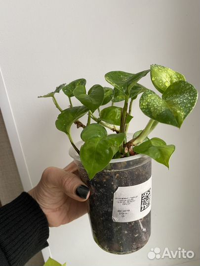 Эпипремнум неон и глобал грин