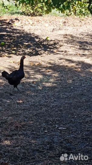Бойцовые куры