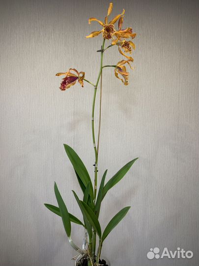 Продам орхидею