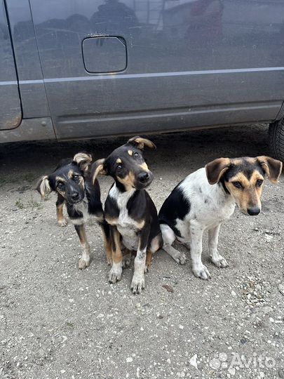 Щенки бесплатно