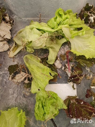 Анамские палочники